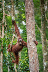 Young male of Bornean Orangutan on the tree in a natural habitat. Bornean orangutan (Pongo pygmaeus wurmbii) in the wild nature. Rainforest of Island Borneo. Indonesia.