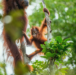 Cub of Bornean Orangutan on the tree in a natural habitat. Bornean orangutan (Pongo pygmaeus wurmbii) in the wild nature. Rainforest of Island Borneo. Indonesia.