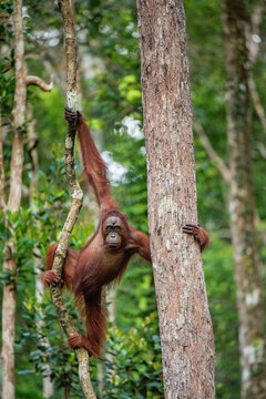 Young male of Bornean Orangutan on the tree in a natural habitat. Bornean orangutan (Pongo pygmaeus wurmbii) in the wild nature. Rainforest of Island Borneo. Indonesia.