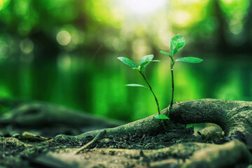 A small tree growing in an evergreen forest.