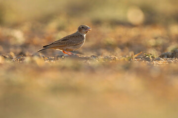Ashy crowned sparrow lark on ground. Eremopterix griseus. The ashy-crowned sparrow-lark is a small sparrow-sized member of the lark family.