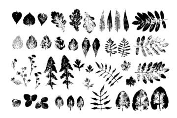 black  leaves imprints on white background. Hand drawn floral elements. set vector foliage stamp. Collection of maple, rowan, oak, birch and other leaf tree