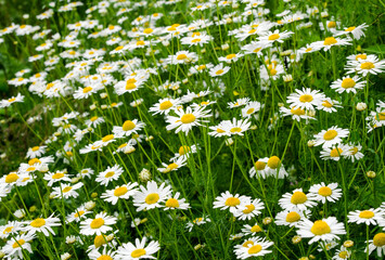 Fototapeta premium Chamomile flowers field. Beautiful blooming medical roman chamomiles. Herbal medicine, aromatherapy concept. Selective focus