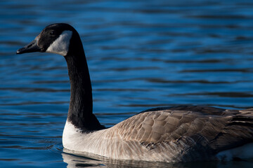 Canada Geese swimming on a pond in NY