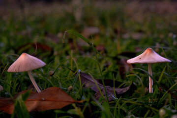 Fototapeta premium mushroom in the forest