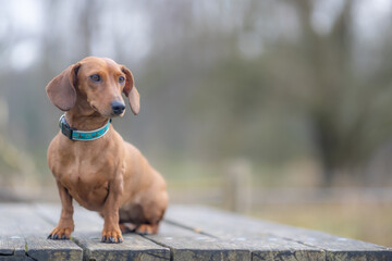 Short-haired brown dachshund sitting on a wooden table, the focus is on the head, staring, calm...