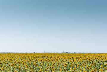 summer agricultural field with yellow sunflowers against the sky with clouds. Concept of sunflowers nature, landscape