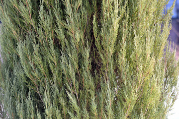 Green natural background. Thuja needles, illuminated by the spring sun, close-up.