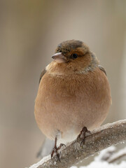 Common chaffinch in snow