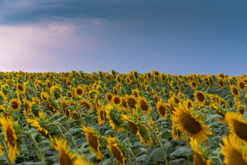 Obraz premium summer agricultural field with yellow sunflowers against the sky with clouds. Concept of sunflowers nature, landscape