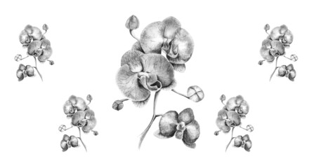 Orhid backgroung black and white. Watercolor orhid negative background