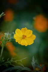 Fotos de flora y fauna de panama