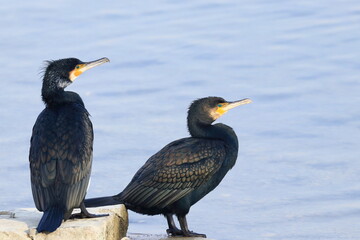 Great cormorant on the lake coast