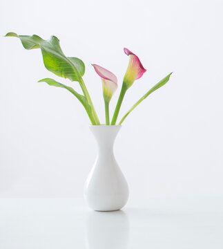 pink calla lily in vase  on white background