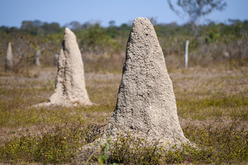 Termite field
