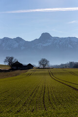 Swiss mountain woth snow behind a green fresh field with a farm and a tree under blue sky 