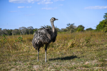Pantanal Ostrich