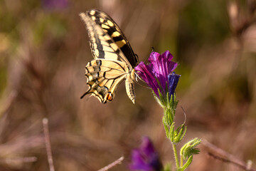 Mariposa libando néctar