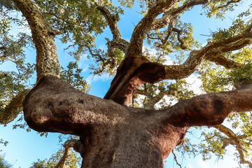 Harvested trunk of an old cork oak tree (Quercus suber) in the morning sun at Rota Vicentina hiking trail, Alentejo Portugal Europe