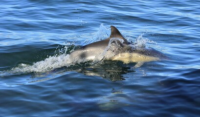 Dolphin, swimming in the ocean.  The Long-beaked common dolphin (scientific name: Delphinus...