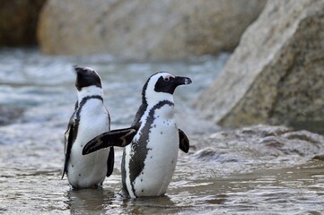 Obraz premium African penguins on the shore in evening twilight. African penguin ( Spheniscus demersus) also known as the jackass penguin and black-footed penguin. Boulders colony. South Africa