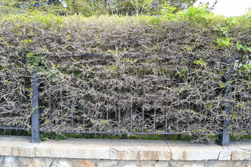 A metal decorative fence on a paved stepped base, framed by pruned green bushes in spring