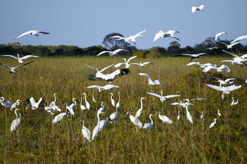 Pantanal Birds