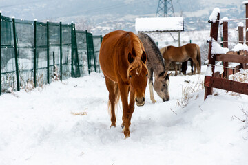 Fototapeta na wymiar horses in winter