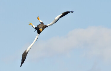Adult Steller's sea eagle in flight. Steller's sea eagle, Scientific name: Haliaeetus pelagicus.