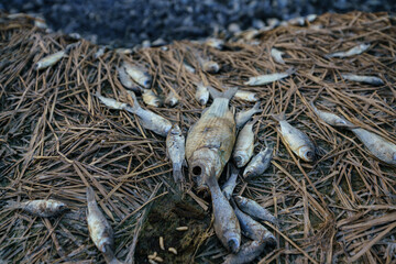Dead small stinky fish on the shore of the reservoir due to warming. arid clay soil sun desert global warming concept cracked scorched earth soil drought desert landscape. 