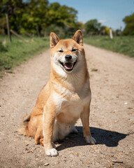 Happy shiba inu on sunny path