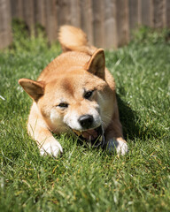 Shiba Inu eating in grass