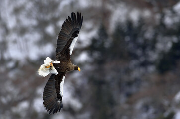 Adult Steller's sea eagle in flight. Steller's sea eagle, Scientific name: Haliaeetus pelagicus.