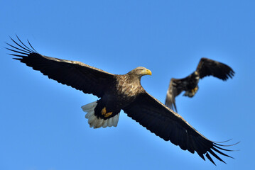 Adult White-tailed eagle in flight. Blue sky background. Scientific name: Haliaeetus albicilla, also known as the ern, erne, gray eagle, Eurasian sea eagle and white-tailed sea-eagle.