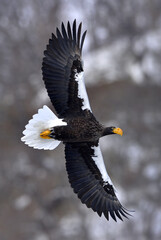 Adult Steller's sea eagle in flight. Steller's sea eagle, Scientific name: Haliaeetus pelagicus.