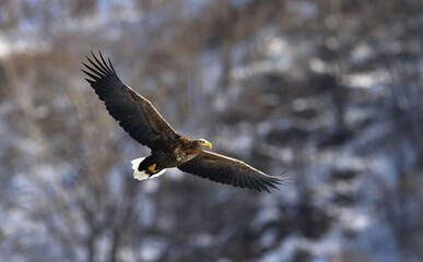 White-tailed eagle in flight. Adult white-tailed eagle, Scientific name: Haliaeetus albicilla, also known as the ern, erne, gray eagle, Eurasian sea eagle and white-tailed sea-eagle.