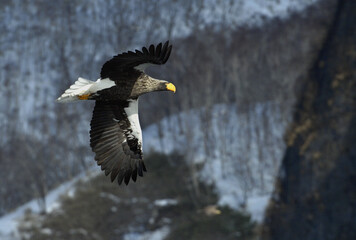 Adult Steller's sea eagle in flight. Steller's sea eagle, Scientific name: Haliaeetus pelagicus.