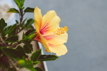 close-up of cuban hibiscus plant with yellow flower outdoor in sunny backyard