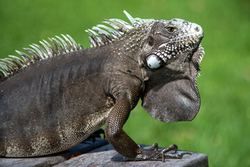 Iguana