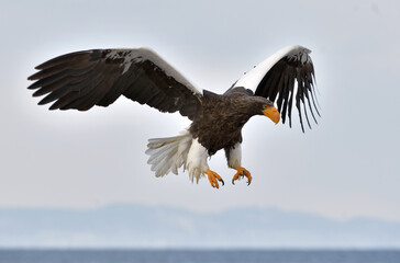 Adult Steller's sea eagle in flight. Steller's sea eagle, Scientific name: Haliaeetus pelagicus.