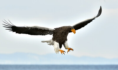 Adult Steller's sea eagle in flight. Steller's sea eagle, Scientific name: Haliaeetus pelagicus.