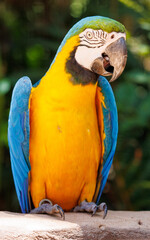 Macaw