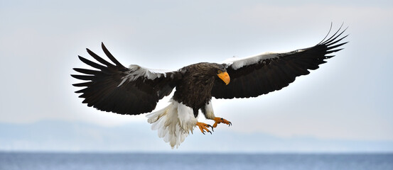 Adult Steller's sea eagle in flight. Steller's sea eagle, Scientific name: Haliaeetus pelagicus.