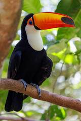 Toucan