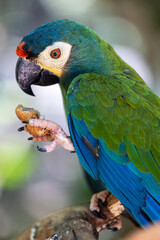 Parrot