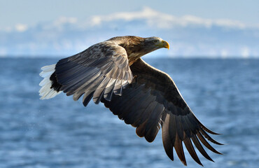 White-tailed eagle in flight. Adult white-tailed eagle, Scientific name: Haliaeetus albicilla, also known as the ern, erne, gray eagle, Eurasian sea eagle and white-tailed sea-eagle.