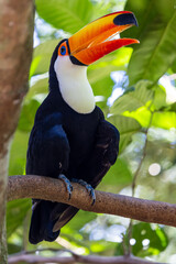 Toucan
