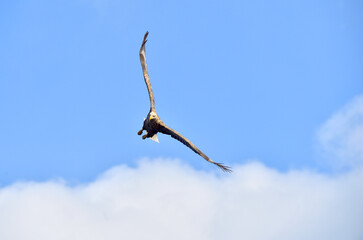 Adult White-tailed eagle in flight. Blue sky background. Scientific name: Haliaeetus albicilla, also known as the ern, erne, gray eagle, Eurasian sea eagle and white-tailed sea-eagle.