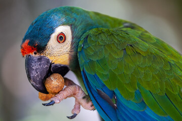 Parrot