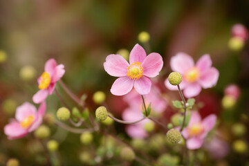 Anemone hupehensis